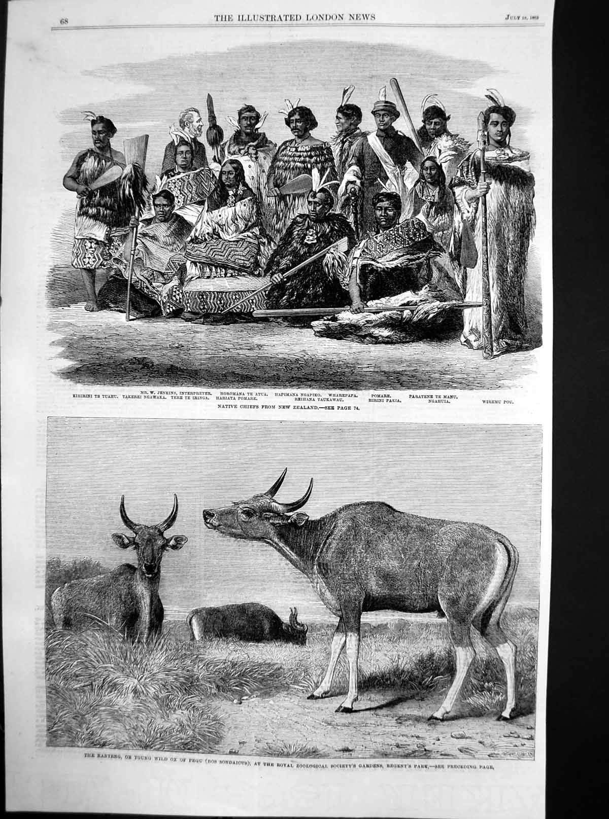 Old Print Native Chiefs New Zealand Wild Ox Pegu Zoological Gardens 1863 19th