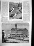 Antique Print Monteagle House Hotel Niagara Falls West African Tantalus1863