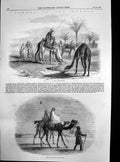 Original Old Antique Print Village Borders Desert Camels Journey 1857 Victorian