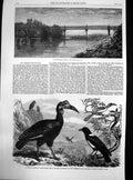 Antique Old Print Bridge River Wye Abyssinian Hornbill White Necked Crow 1865