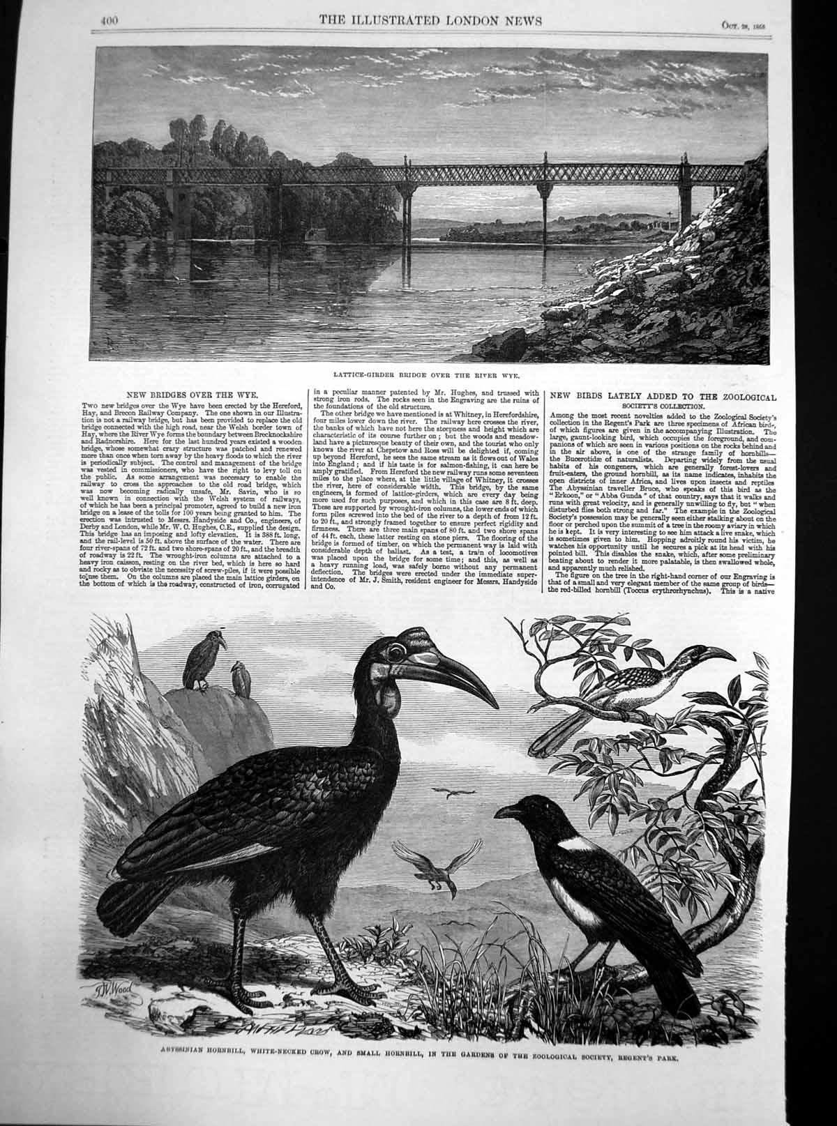 Antique Old Print Bridge River Wye Abyssinian Hornbill White Necked Crow 1865