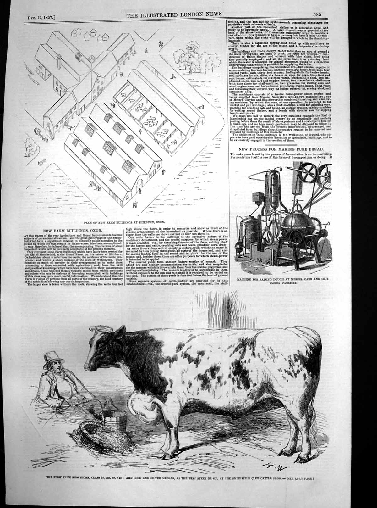 Antique Old Print Dough Machine Best Shorthorn Ox Smithfield Cattle Show 1857