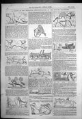 Old Print Zoological Representations Ninever Bas-Reliefs Stag Camel 1857 19th
