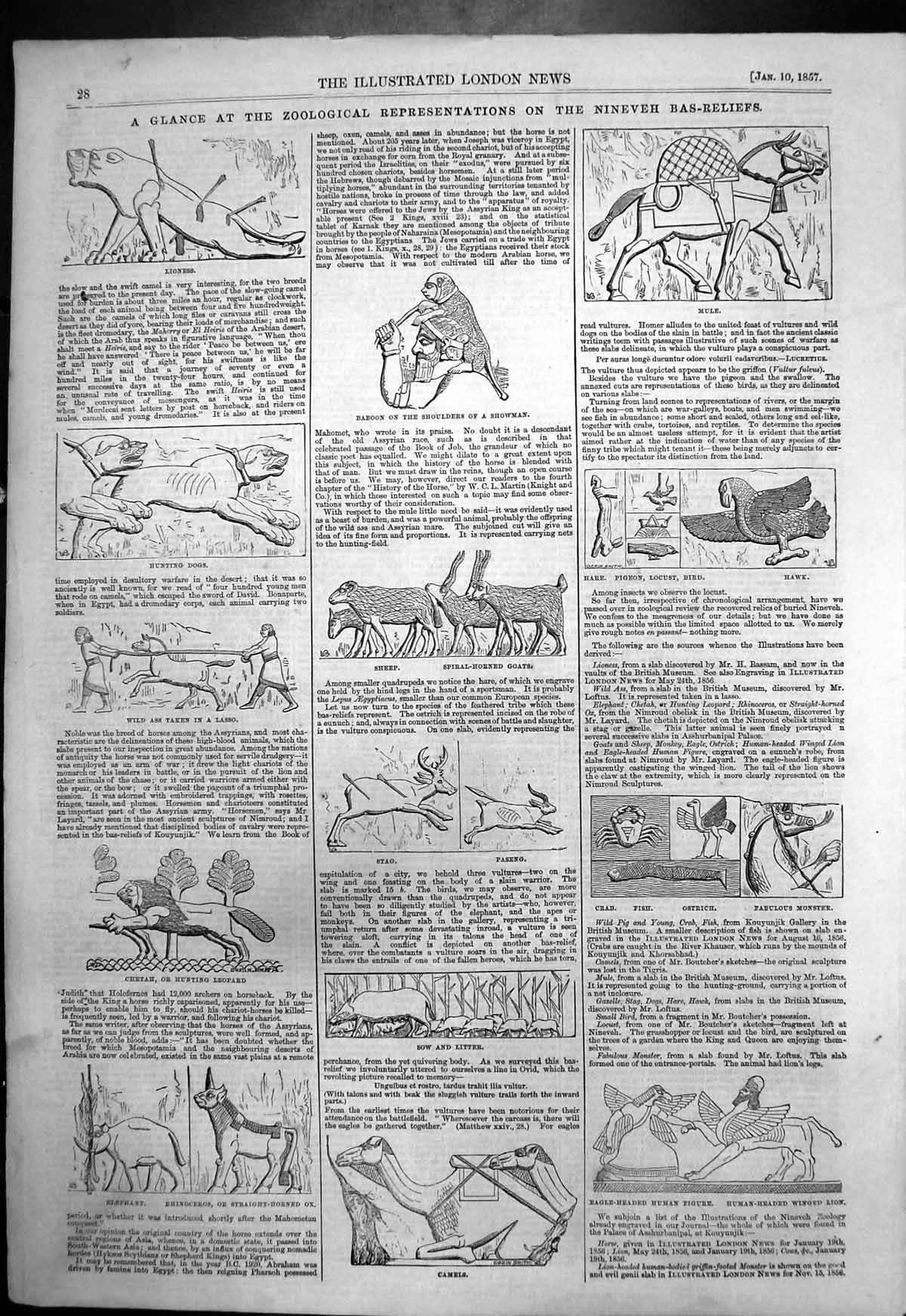 Old Print Zoological Representations Ninever Bas-Reliefs Stag Camel 1857 19th