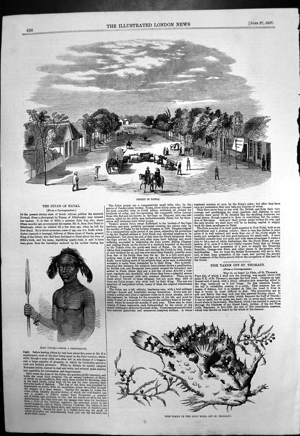 Antique Old Print Street Natal Zulu Youth Fish Gulf Weed Off St Thomass 1857