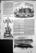 Old Print Whale Caught Grune Point Artillery Militia Barracks Ipswich1855 19th