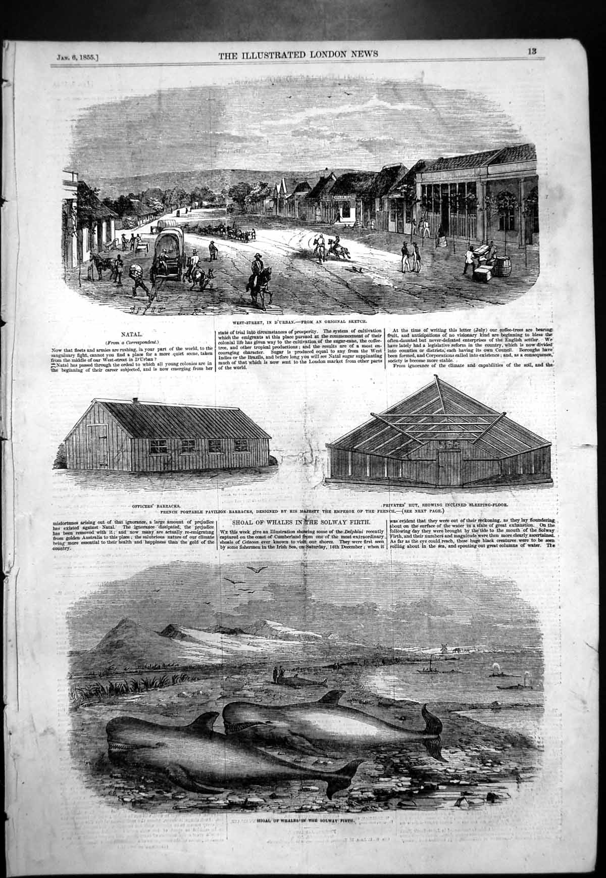 Antique Old Print Shoal Whales Solway Firth West Street D'Urban Barracks 1855