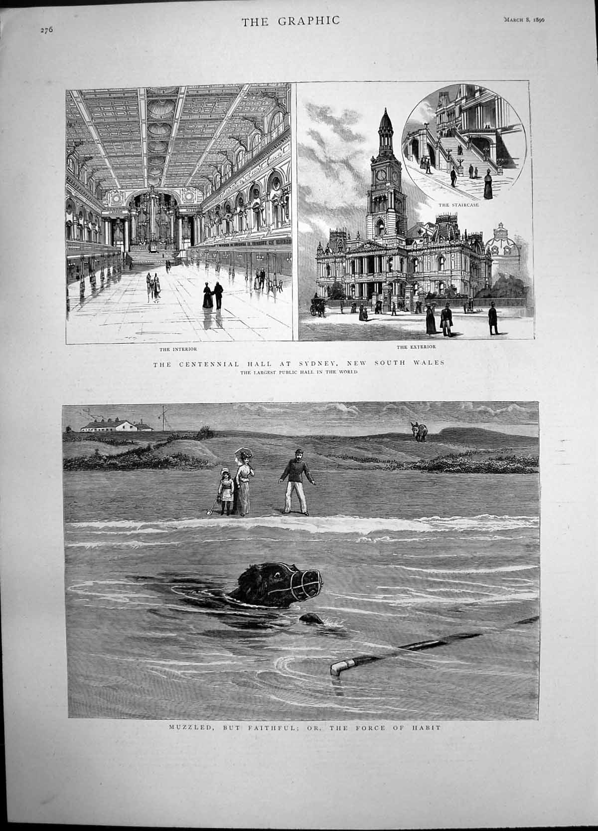 Old Antique Print Muzzled Dog Centennial Hall Sydney New South Wales 1890 19th