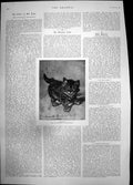 Original Old Antique Print Rascal Cats & Kittens Henrietto Ronner Kitten 1894