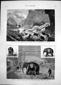 Antique Print Baby Elephant Philadelphia Chilian Rodeo Cattle Corrals 1880 19th