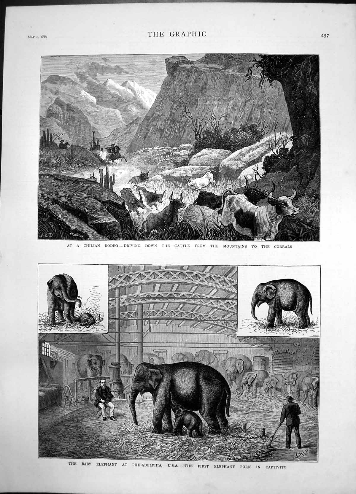 Antique Print Baby Elephant Philadelphia Chilian Rodeo Cattle Corrals 1880 19th
