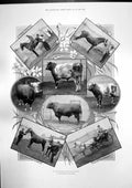 Old Antique Print Leicester Agricultural Show Members House Commons 1895 19th