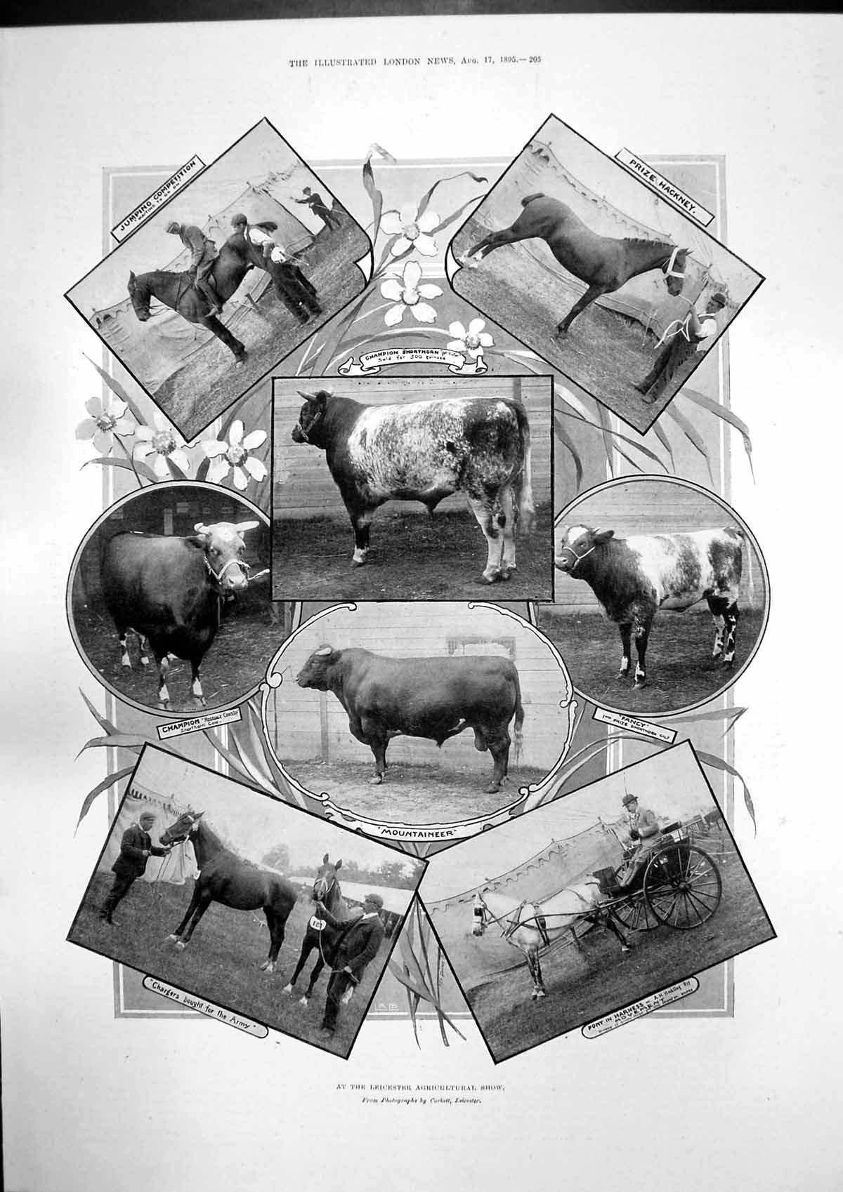 Old Antique Print Leicester Agricultural Show Members House Commons 1895 19th