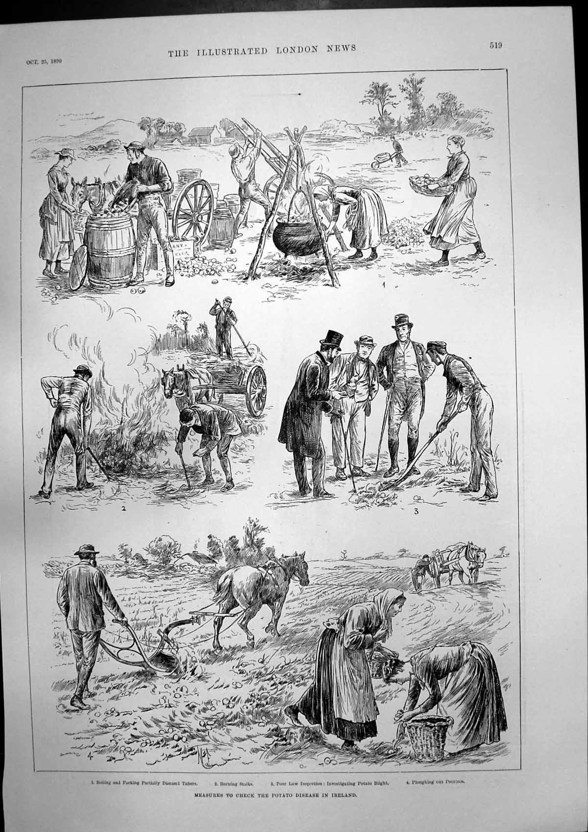 Old Print Potato Disease Ireland Cathedral Siena Italy Damaged Fire 1890 19th