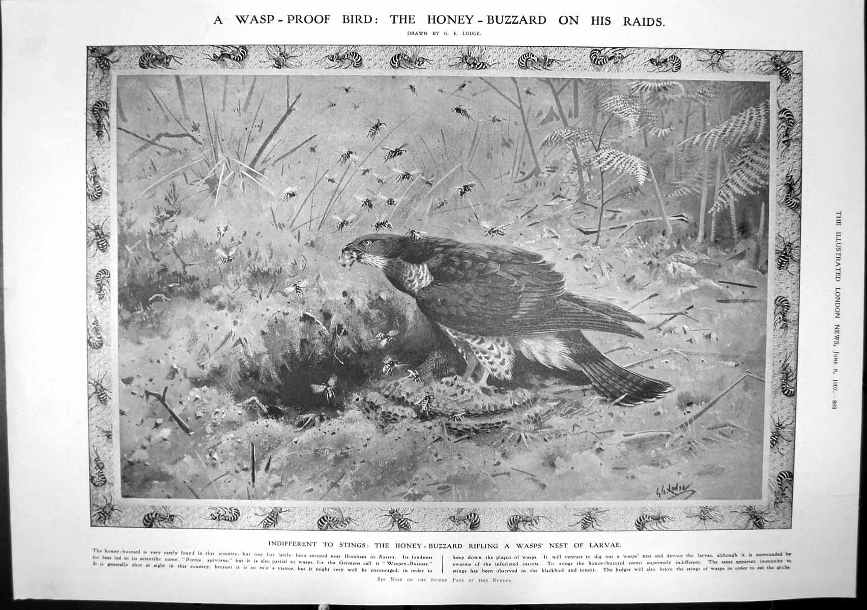 Antique Old Print Honey Buzzard Wasps Nest Launch French Cruiser Verite 1907