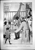 Old Print Giraffe Zoo Regents Park Artists Ismail Pasha Late Khedive 1895 19th
