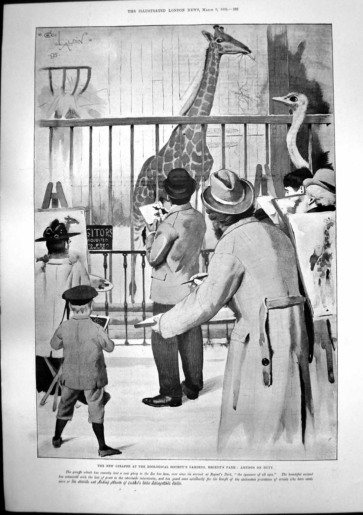 Old Print Giraffe Zoo Regents Park Artists Ismail Pasha Late Khedive 1895 19th
