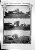 Antique Old Print Elephant Shooting Powell Cotton Monster Cuttle Fish 1907 20th