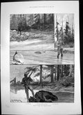 Antique Old Print Sport Alaska Salmon Bear Wilhelmina Queen Netherlands 1897