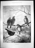 Old Antique Print Hard Times Birds Branch Bishops Christmas Greeting 1897 19th