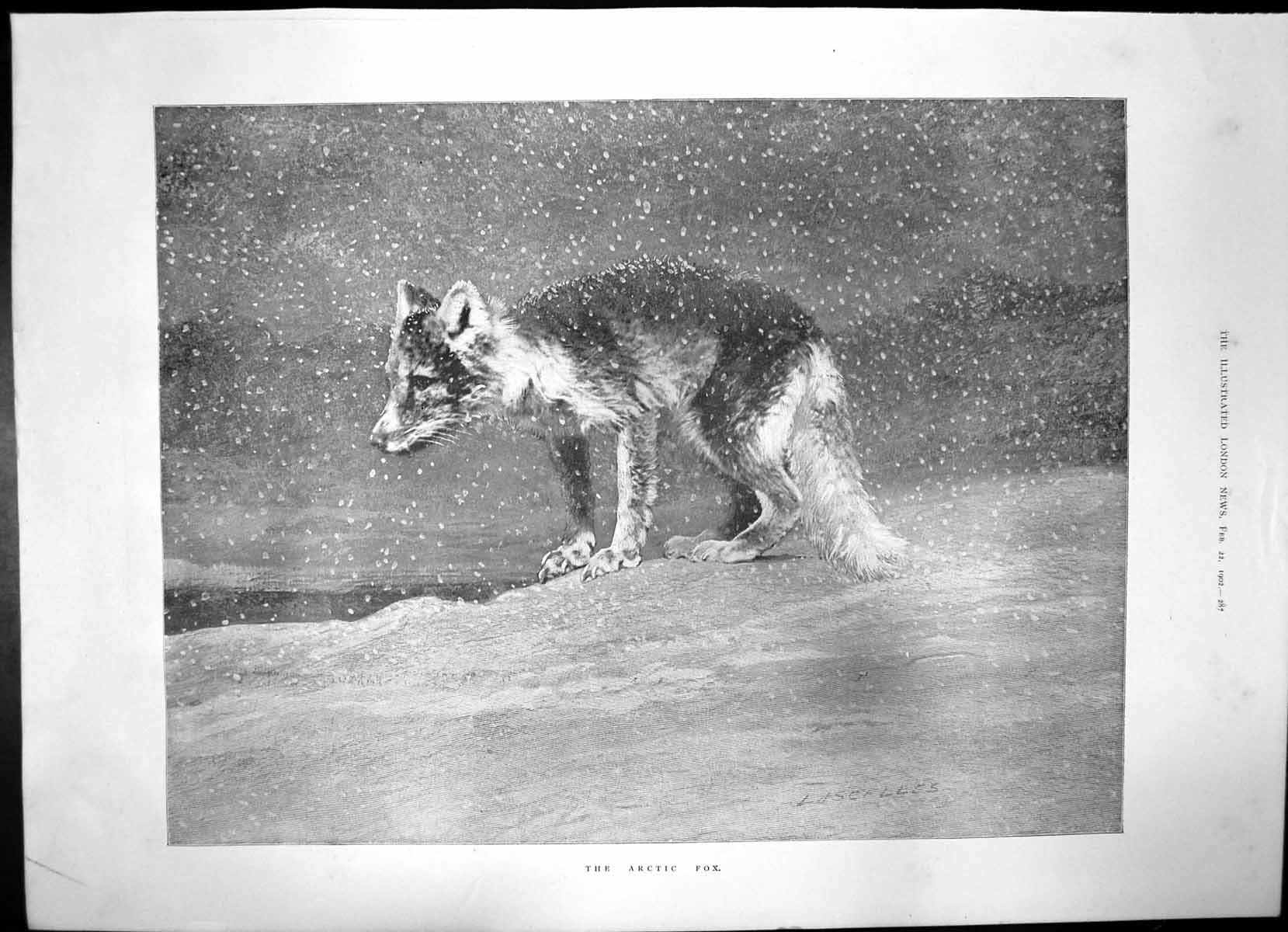 Old Antique Print Arctic Fox Memorial Mafeking Outdoor Costume Gown 1902 20th