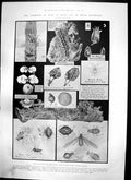 Old Exhibition Pests Plant Life Hms Terrible Coaling War Vessel 1902 20th