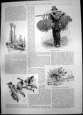 Antique Print French Christmas Mistletoe Holly Ladies Ring Jack Fanny 1894 19th