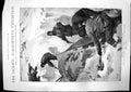 Antique Old Print Jackson Harmsworth Expedition Elmwood Baby Polar Bear 1897