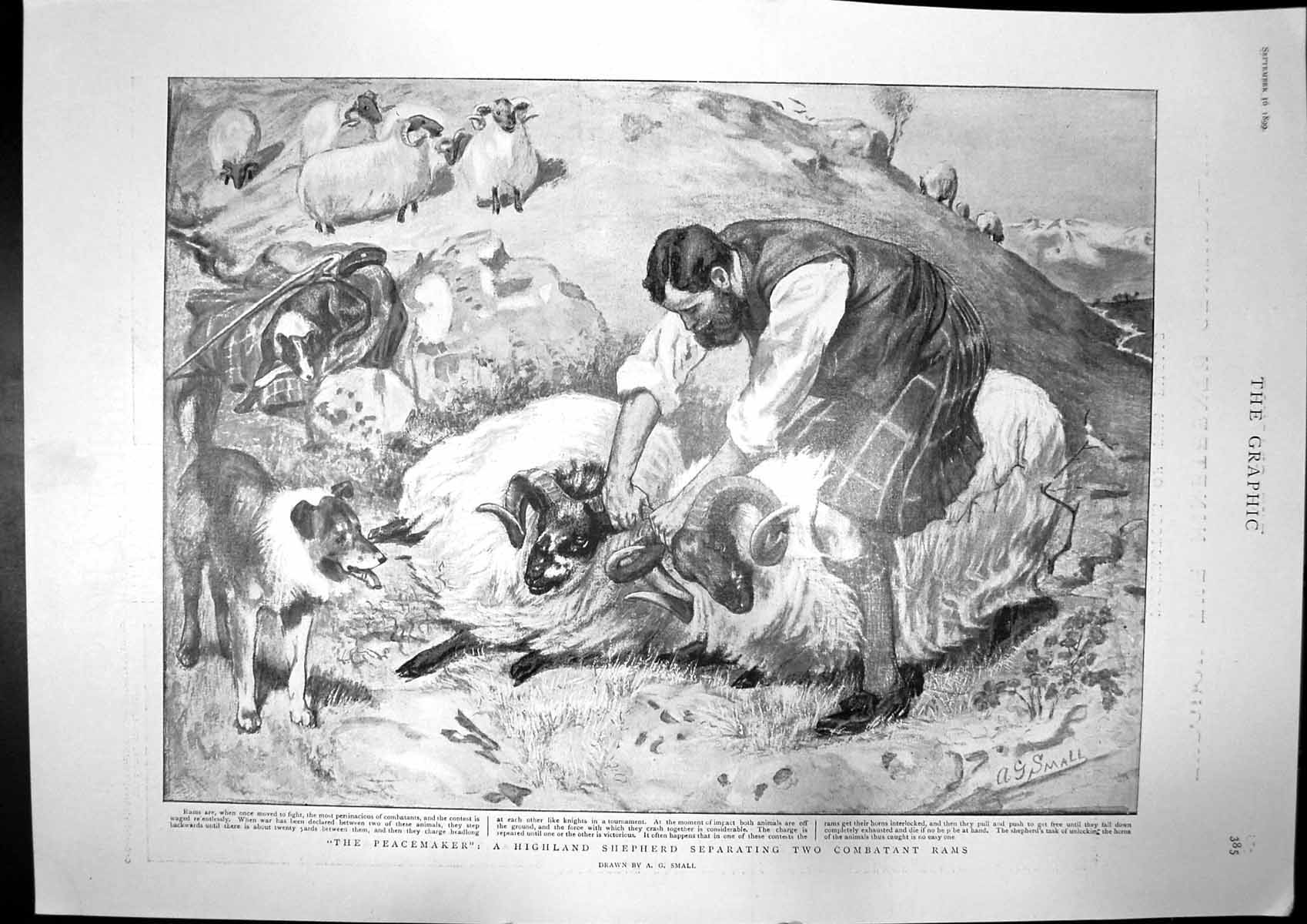 Antique Old Print Peachmaker Highland Shepherd Rams Bow St Police Court 1899