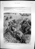 Old Print Stalker Stalked Lions Bank Scotland Edinburgh Gourlays Ho 1895 19th