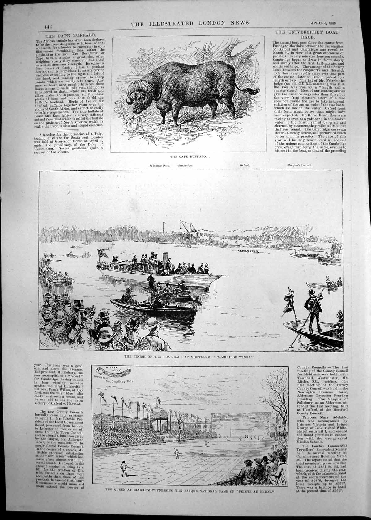 Old Print Cape Buffalo Boat Race Mortlake Queen Cemetery St Etienne 1889 19th