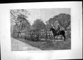 Antique Print Brighton Volunteer Review Middlesex Corps Steyne Gardens 1881