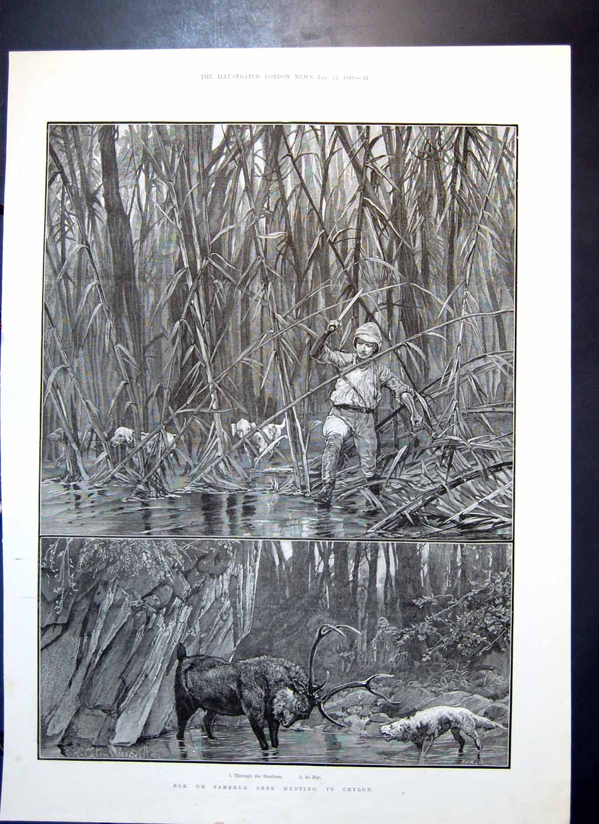 Original Old Antique Print Elk Sambhur Deer Hunting Ceylon Through Bamboos 1889