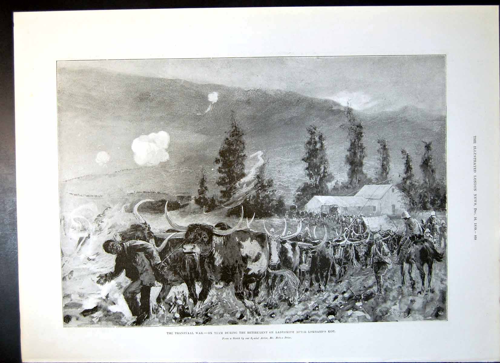 Original Old Antique Print Transvaal War Ox Team Modder River Lord Methuen 1899