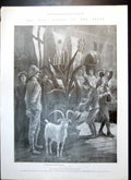 Antique Old Print War Goat Welsh Regiment Marquess Lothian Lady Northcote1900