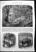 Old Antique Print Capturing Wild Elephants Ceylon Testing Rope Kraal 1864 19th