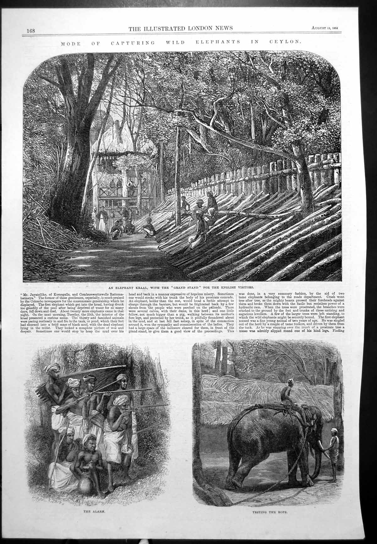 Old Antique Print Capturing Wild Elephants Ceylon Testing Rope Kraal 1864 19th