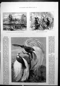 Antique Print Kaffir War Military Post Ladies Town Birds Paradise Zoo 1878 19th