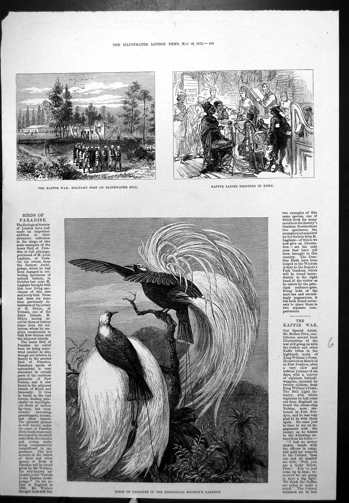 Antique Print Kaffir War Military Post Ladies Town Birds Paradise Zoo 1878 19th