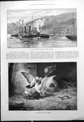 Old Antique Print Hms Howe Ferrol Unwelcome Visitor Pigeons Weasel 1893 19th