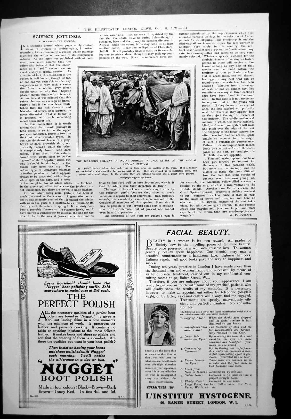 Antique Print Bullocks Holiday India Pola Festival Nugget Boot Polish 1921 20th