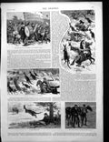 Antique Print Kangaroo Hunt Band Melee Antipodean Wallflowers Babies 1886 19th