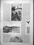 Old Print Orchids Crocodile Mountains Nsia'S Comb Hippopotamus Pool 1886 19th