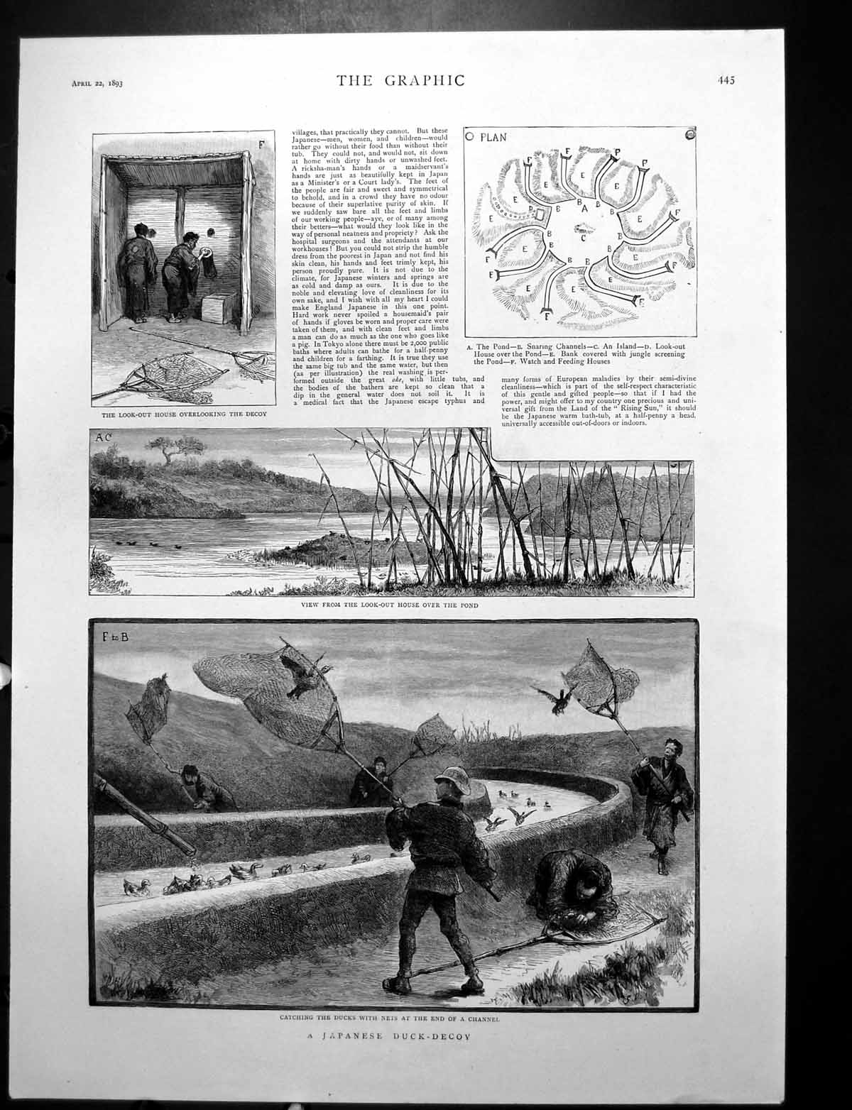 Antique Print Japanese Duck Decoy Catching Nets Opening Ground Canada 1893