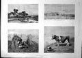 Old Pictures End Tether Story Boaz Ruth Feather Pastoral I Zangwill