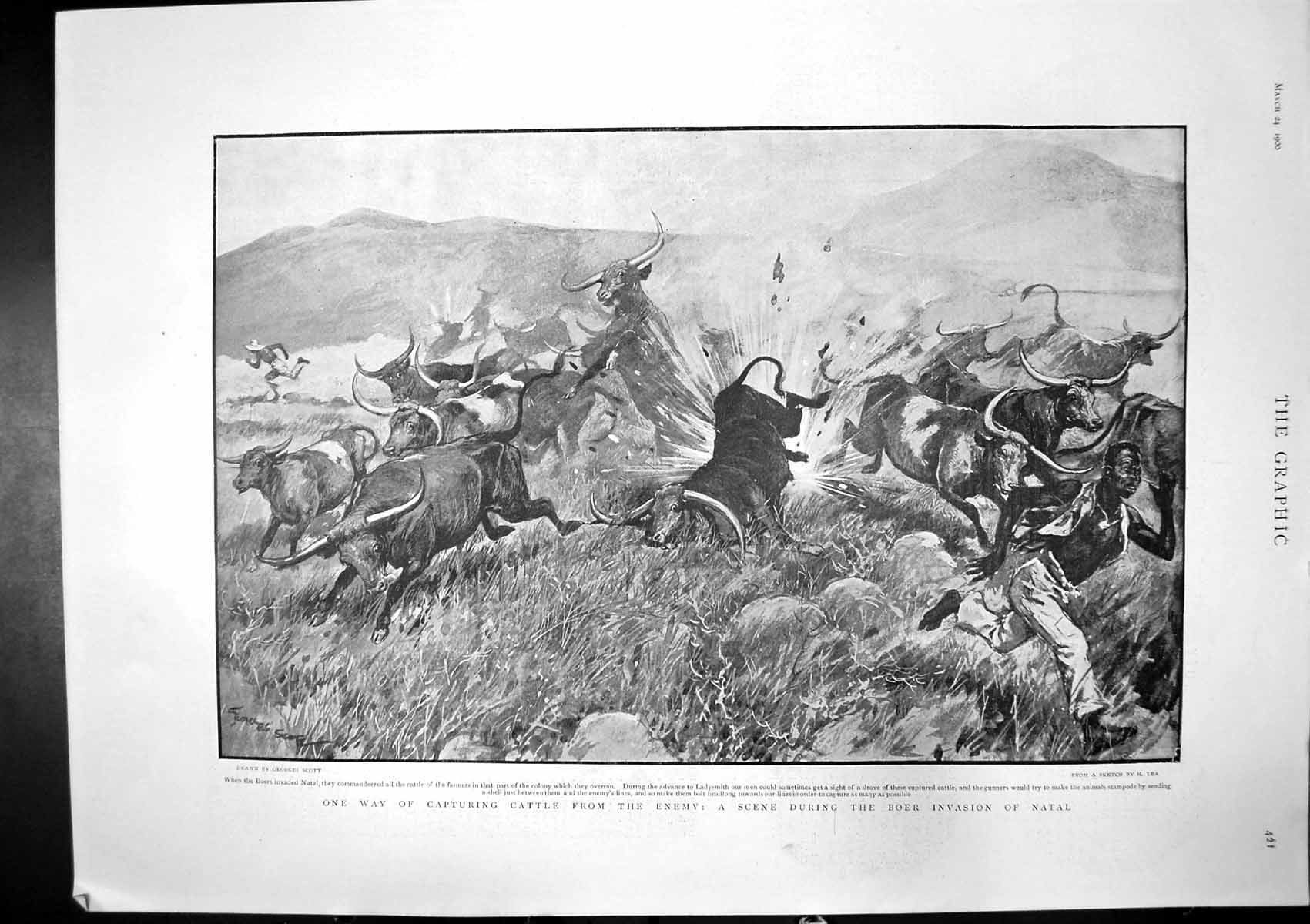 Old Print Capturing Cattle Boer Invasion Natal Lord Roberts Big Gun 1900 20th