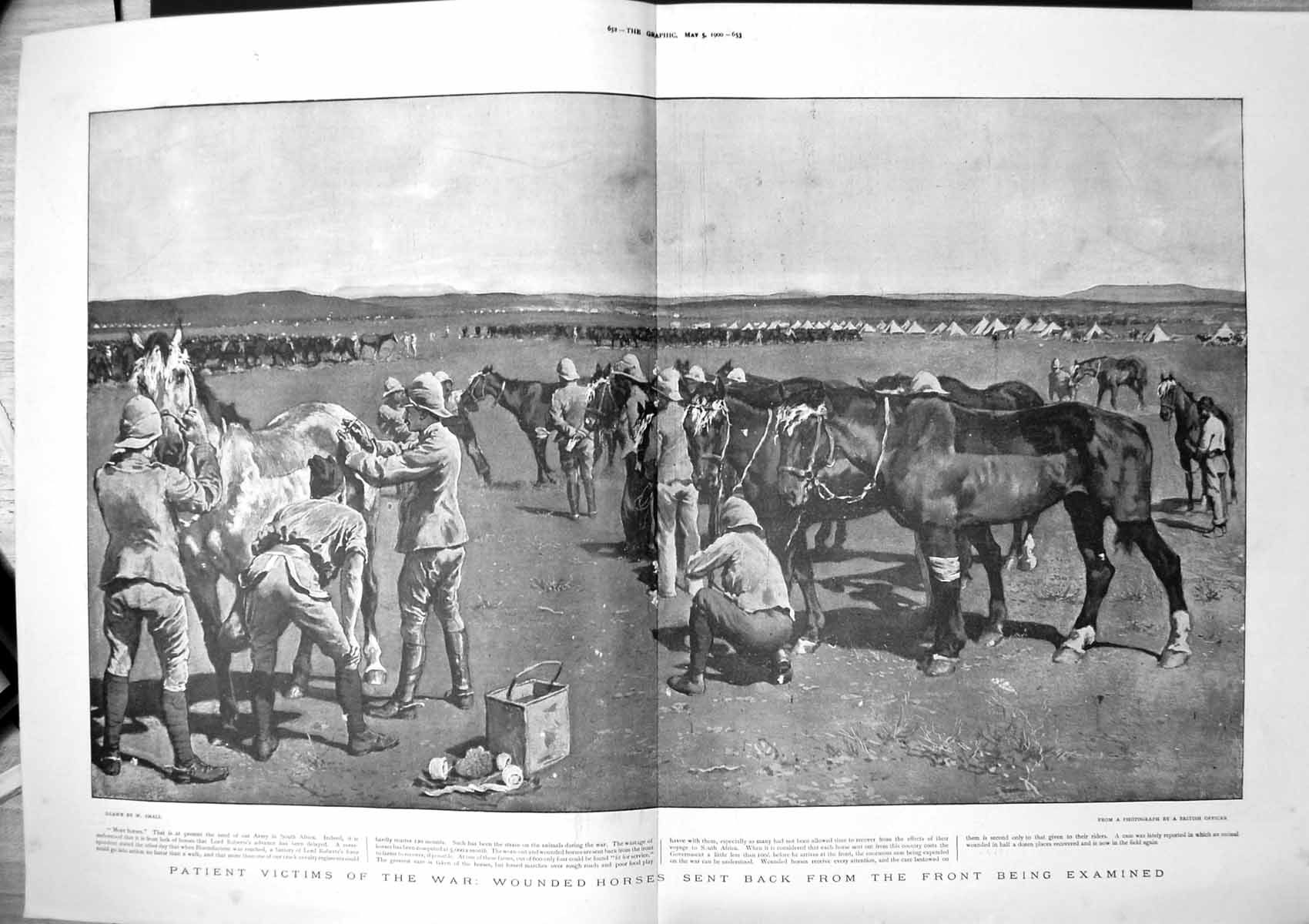 Old Print Victims War Wounded Horses Sent Back Front Being Examined 1900 20th