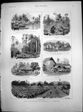 Old Print Cultivation Tobacco Sumatra Clearing Land Drying Sheds Rice Crop 1890