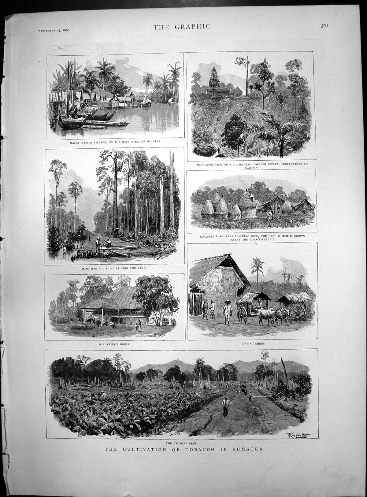 Old Print Cultivation Tobacco Sumatra Clearing Land Drying Sheds Rice Crop 1890