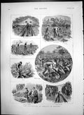 Old Print Cultivation Tobacco England Transplanting Seedlings Drying 1890 19th